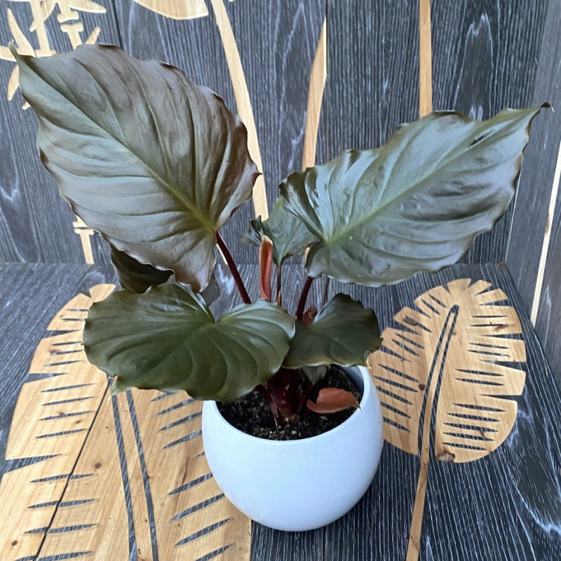 Homalomena Rubesence Red