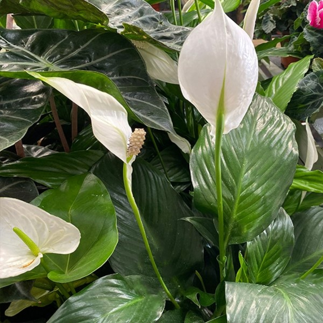 Spathiphyllum Sweet Chico