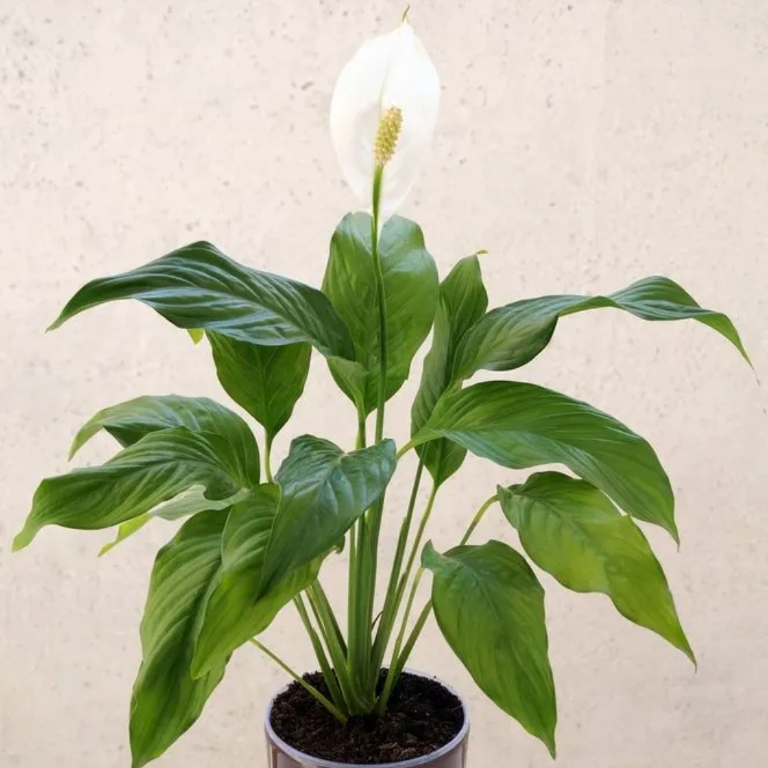 Spathiphyllum Conifollium