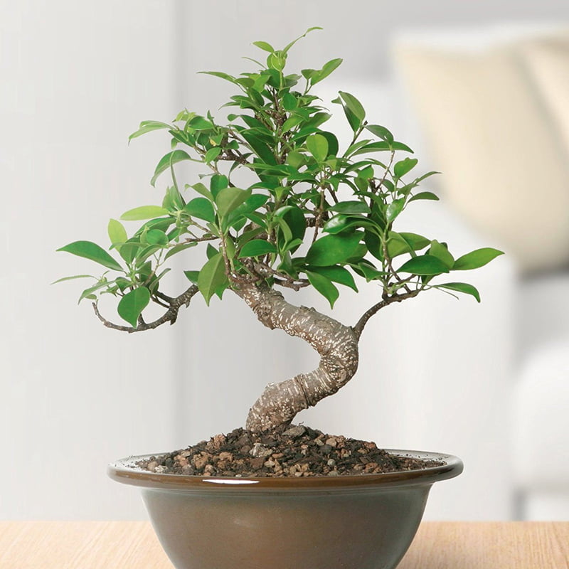 Ficus Bonsai Ficus Bonsai