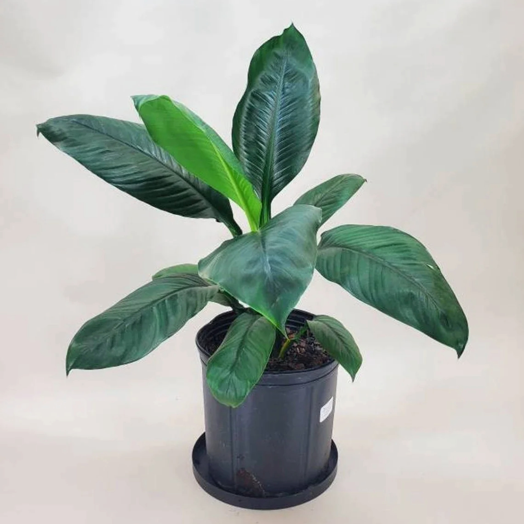 Spathiphyllum Sensation