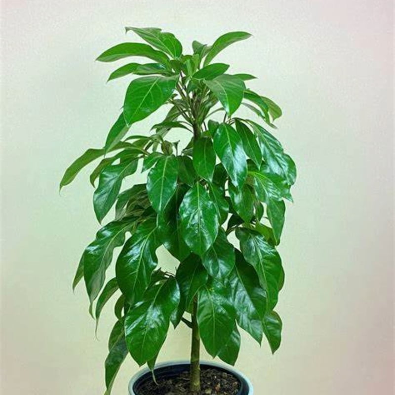 Schefflera Alpine