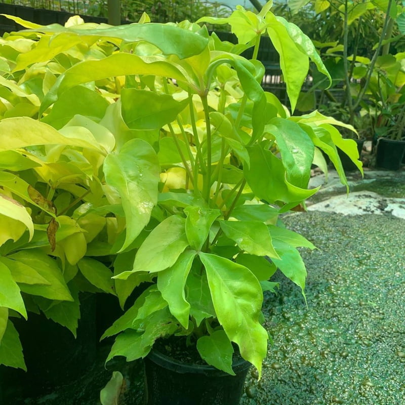 Schefflera Amate Soliel