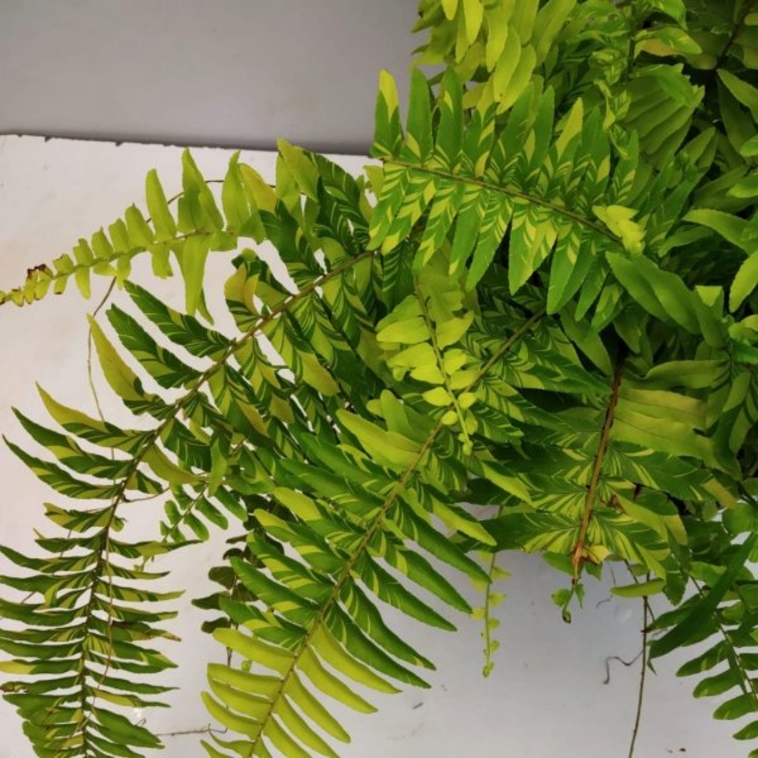 Fern Variegated Fern Variegated