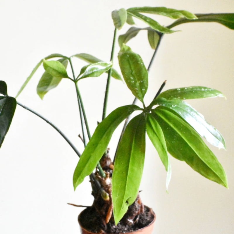 Anthurium Pentaphyllum