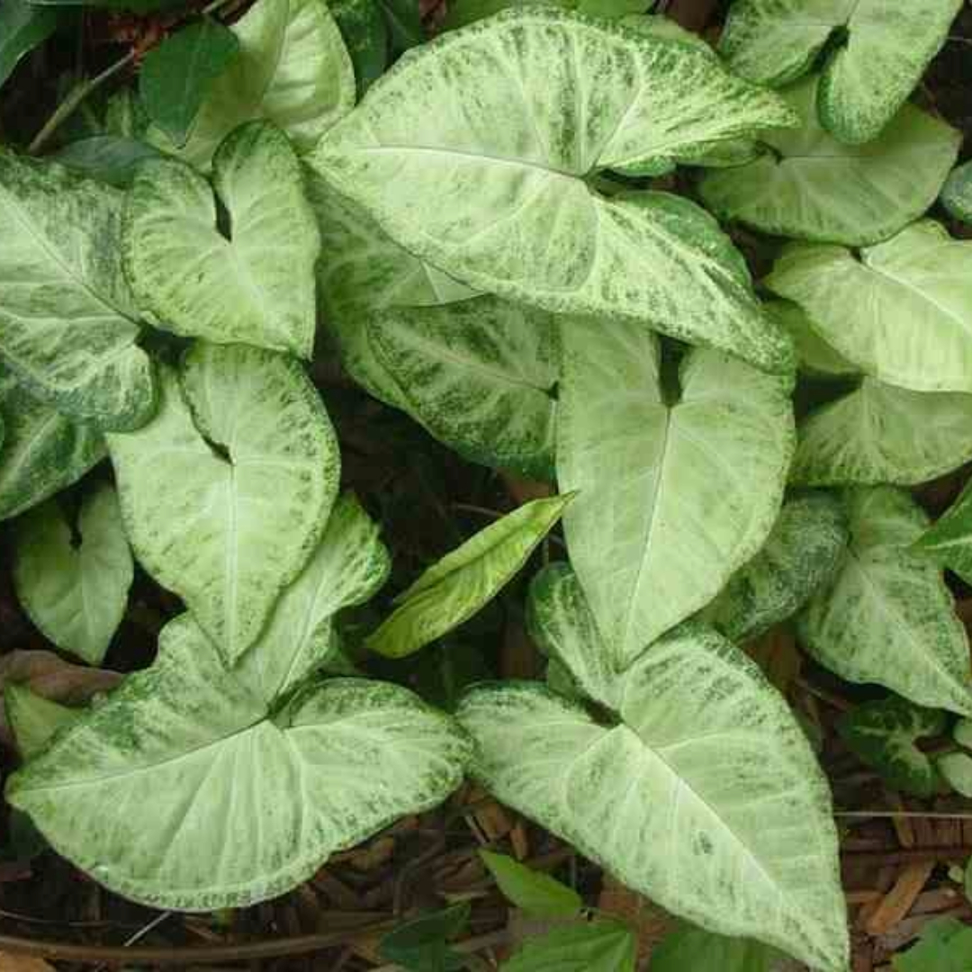 Syngonium White Butterfly Syngonium White Butterfly