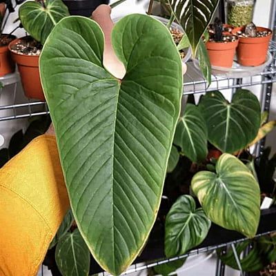 Anthurium Amnicola Hybrids
