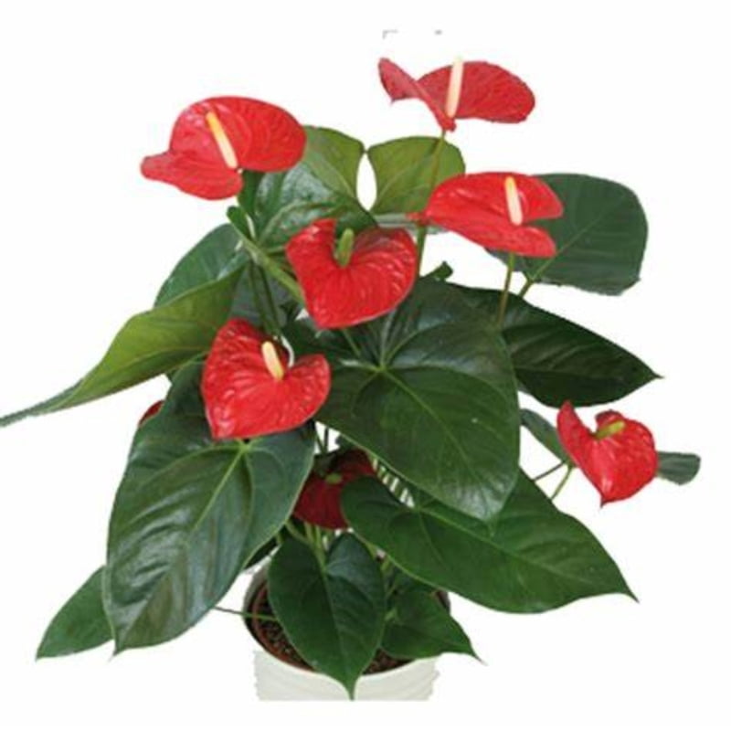 Anthurium Andreanum