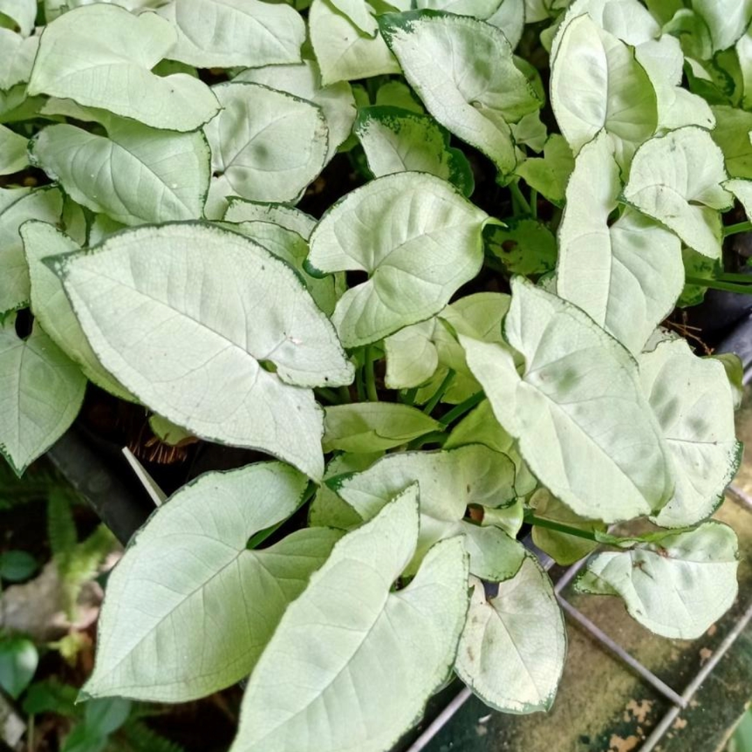 Syngonium Silver Pearl