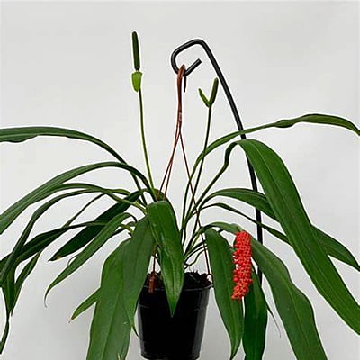 Anthurium Bakeri