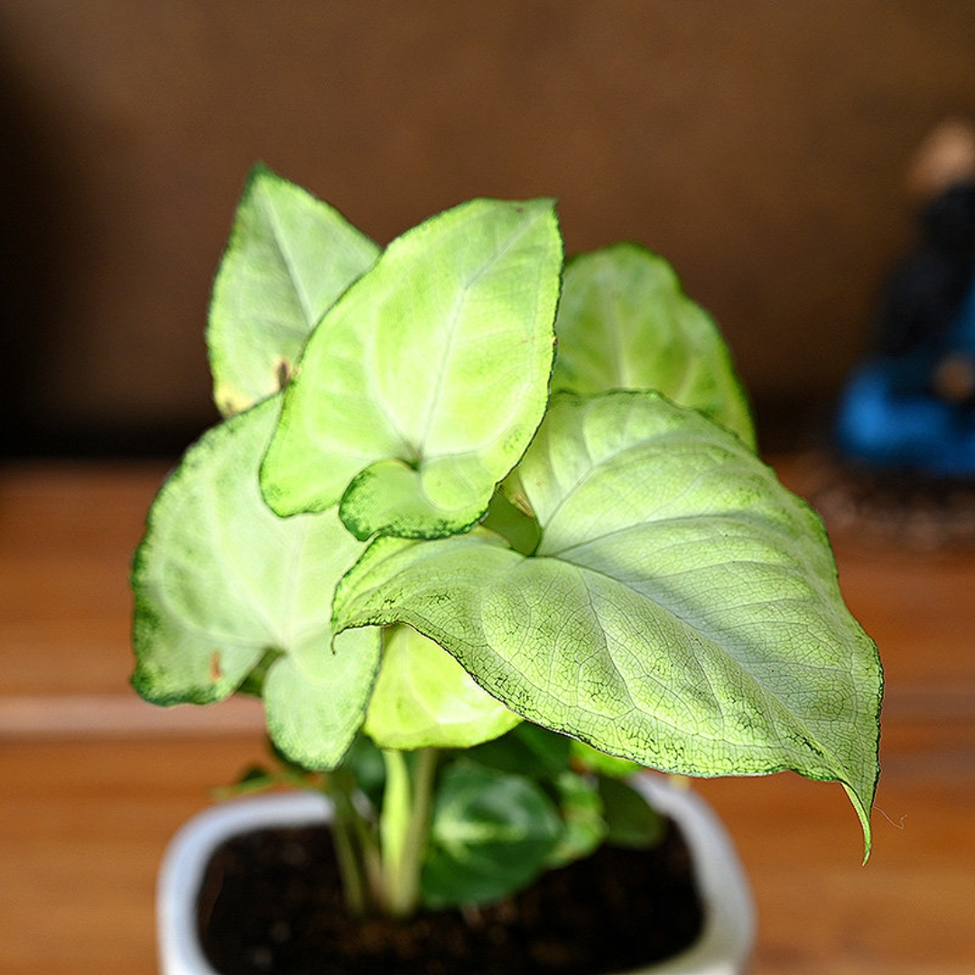 Syngonium Neon