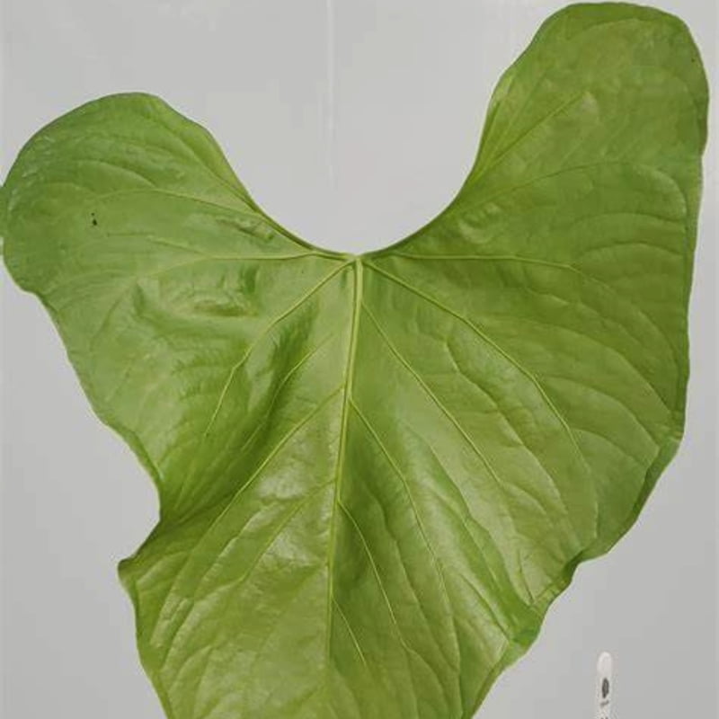 Anthurium Baloanum