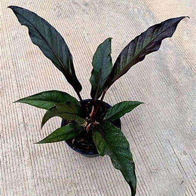 Anthurium Black Dragon