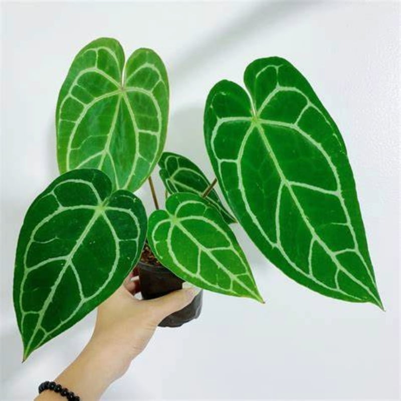 Anthurium Crystallinum Big Size
