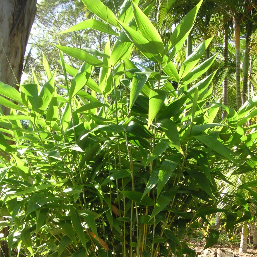 Thysanolaena Tiger Grass