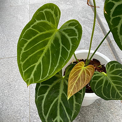 Anthurium Crystallinum Hybrids