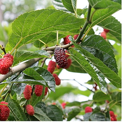 Mulberry Plant Mulberry Plant
