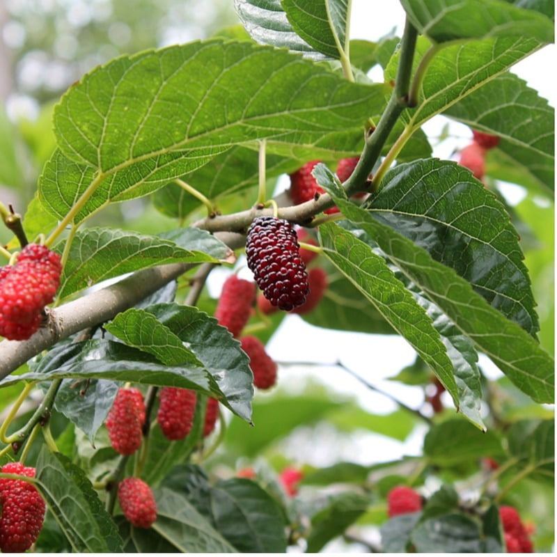 Mulberry Plant Mulberry Plant