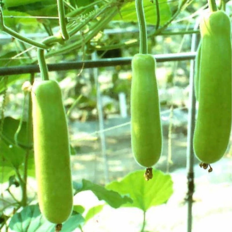 Bottle Gourd సొరకాయ Lauki 8 to 10 Seeds s Bottle Gourd సొరకాయ Lauki 8 to 10 Seeds s