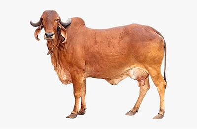 Ayyan Cow Ghee