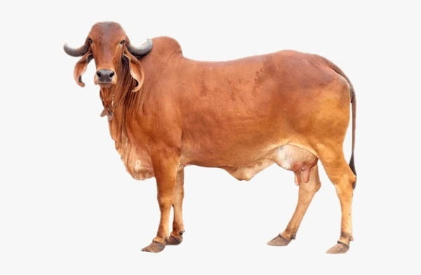 Ayyan Cow Ghee