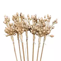 Natural Harkos Moti Bunch, a dry flower filler with 30cm stick for floral arrangements Natural Harkos Moti Bunch, a dry flower filler with 30cm stick for floral arrangements