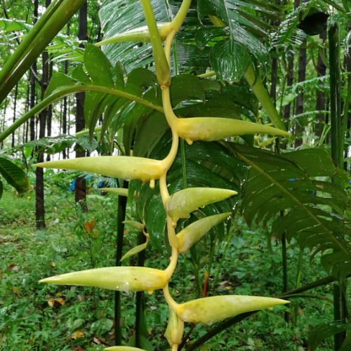Heliconia Meana