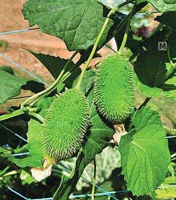 ఆగాకర దుంపలు (అడవి కాకర) Agakara Spine Gourd Boda Kakara 1 set