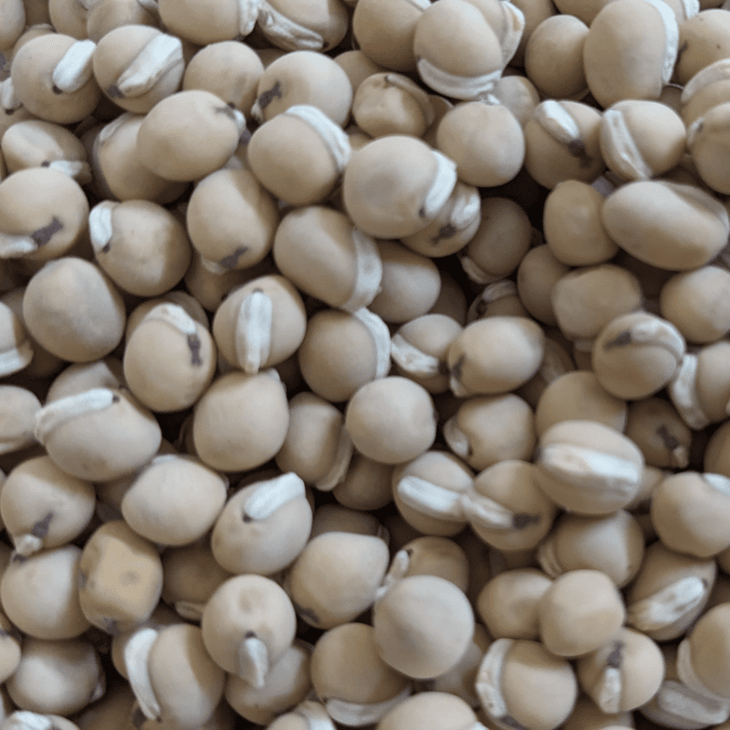 Organic Kanupu chikkudu Seeds 6 to 8 | Heirloom short beans Organic Kanupu chikkudu Seeds 6 to 8 | Heirloom short beans