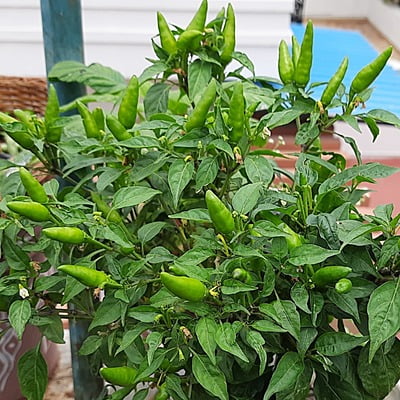 Birds Eye Peppers (Chilli) 10-12 seeds Birds Eye Peppers (Chilli) 10-12 seeds