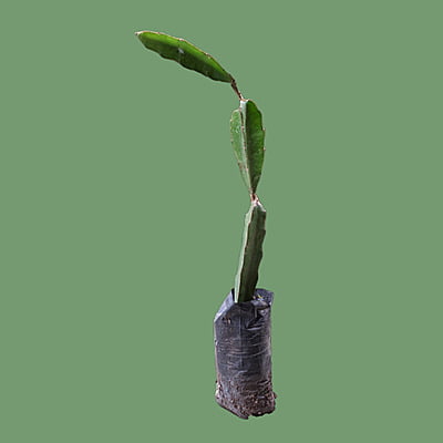 Siam Red Dragon Fruit Plant 3 Months old Siam Red Dragon Fruit Plant 3 Months old