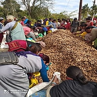 Ghargutee - Lakadong Turmeric Rizhome 20kg Pack Ghargutee - Lakadong Turmeric Rizhome 20kg Pack