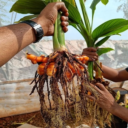 Ghargutee - Lakadong Turmeric Rizhome 20kg Pack Ghargutee - Lakadong Turmeric Rizhome 20kg Pack