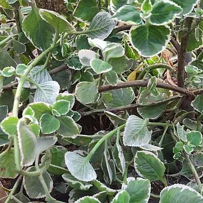 Cuban oregano or Mexican mint or Spanish thyme Plant cutting (మెక్సికన్ వాము ) (1 cut, 2cuts) Cuban oregano or Mexican mint or Spanish thyme Plant cutting (మెక్సికన్ వాము ) (1 cut, 2cuts)