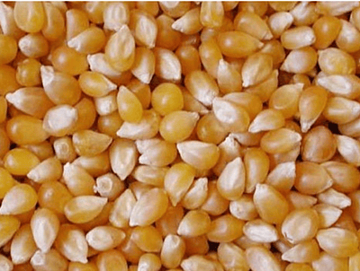 MAKKA CHOLAM / CORN MAIZE