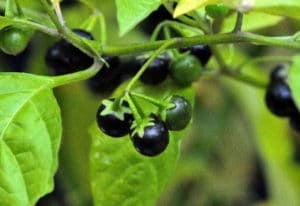 MANATHAKKALI POWDER