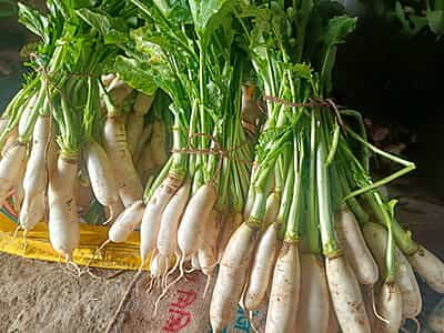 MOOLI