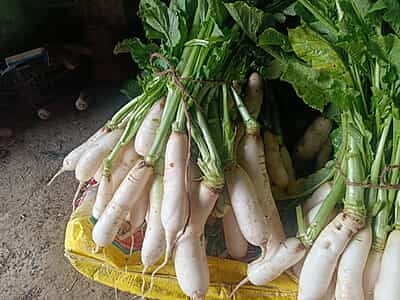 MOOLI