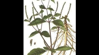 NAAYURUVI VITHAI / CHAFF FLOWER SEED POWDER