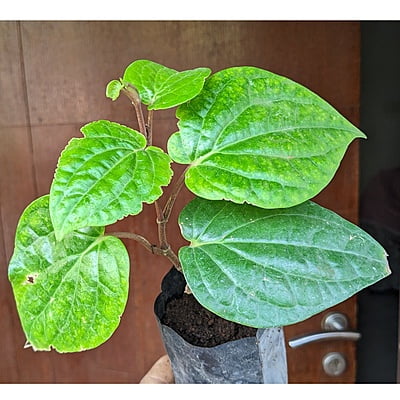 Finest Betel Leaf | Paan Plant Sapling Finest Betel Leaf | Paan Plant Sapling