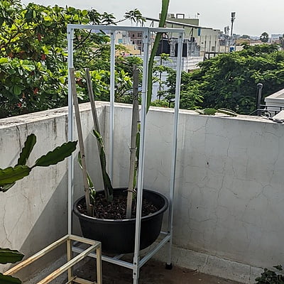 Stand for Dragon Fruit Plant