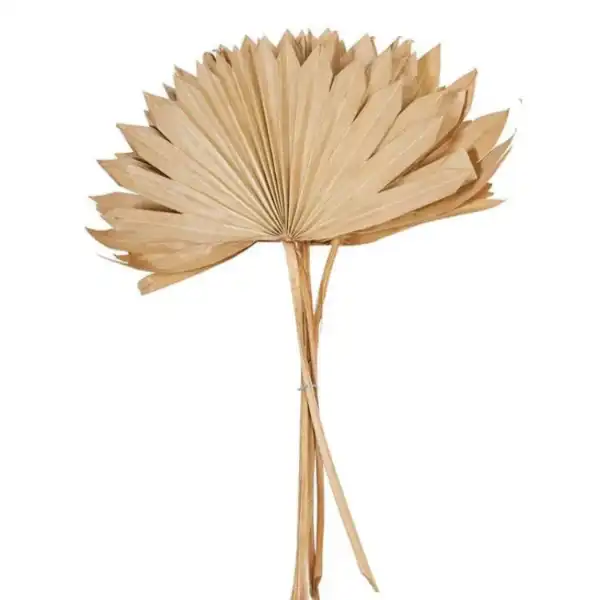 Natural dried palm sun spear for exotic floral decor Natural dried palm sun spear for exotic floral decor
