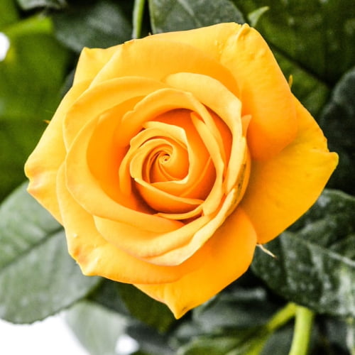Yellow Rose