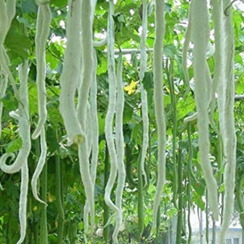 Snake Gourd Long పొడుగు పొట్లకాయ 5 seeds Snake Gourd Long పొడుగు పొట్లకాయ 5 seeds