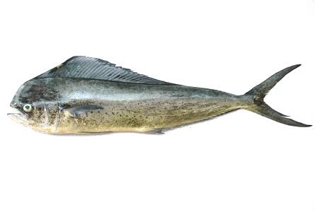 Pulli Modha /Neymeen /Mahi Mahi Whole -500gm Pulli Modha /Neymeen /Mahi Mahi Whole -500gm