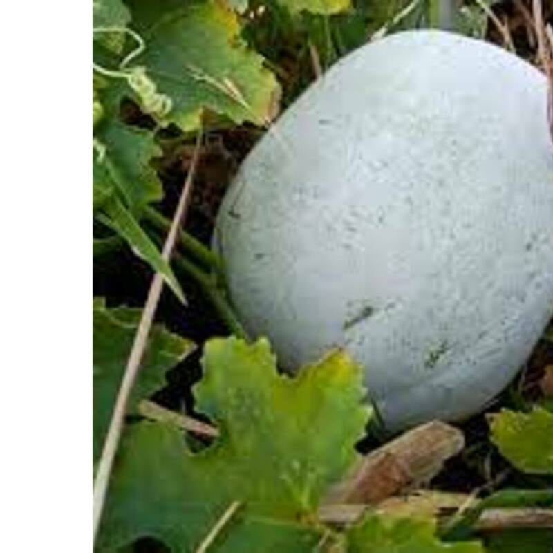 18 to 20 seeds OP Ash Gourd 18 to 20 seeds OP Ash Gourd