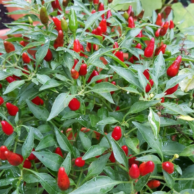 Birds Eye Peppers (Chilli) 10-12 seeds Birds Eye Peppers (Chilli) 10-12 seeds