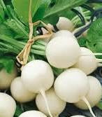 Radish -White Round