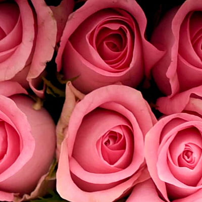 Revival Rose Revival Rose