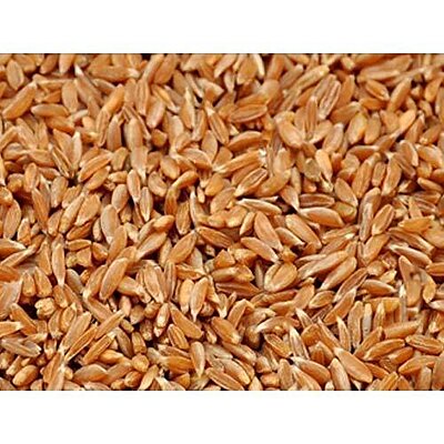 WHOLE SAMBA WHEAT